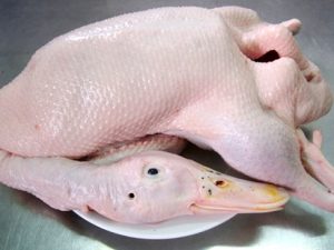 Vịt Nguyên Con
